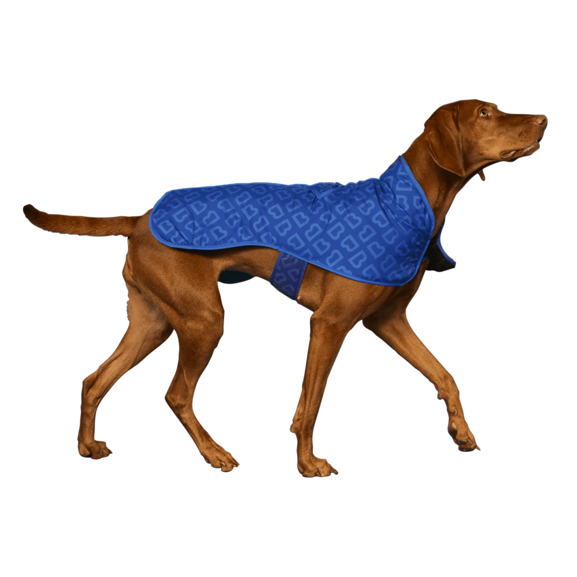 Dog Jacket Puddle Blue