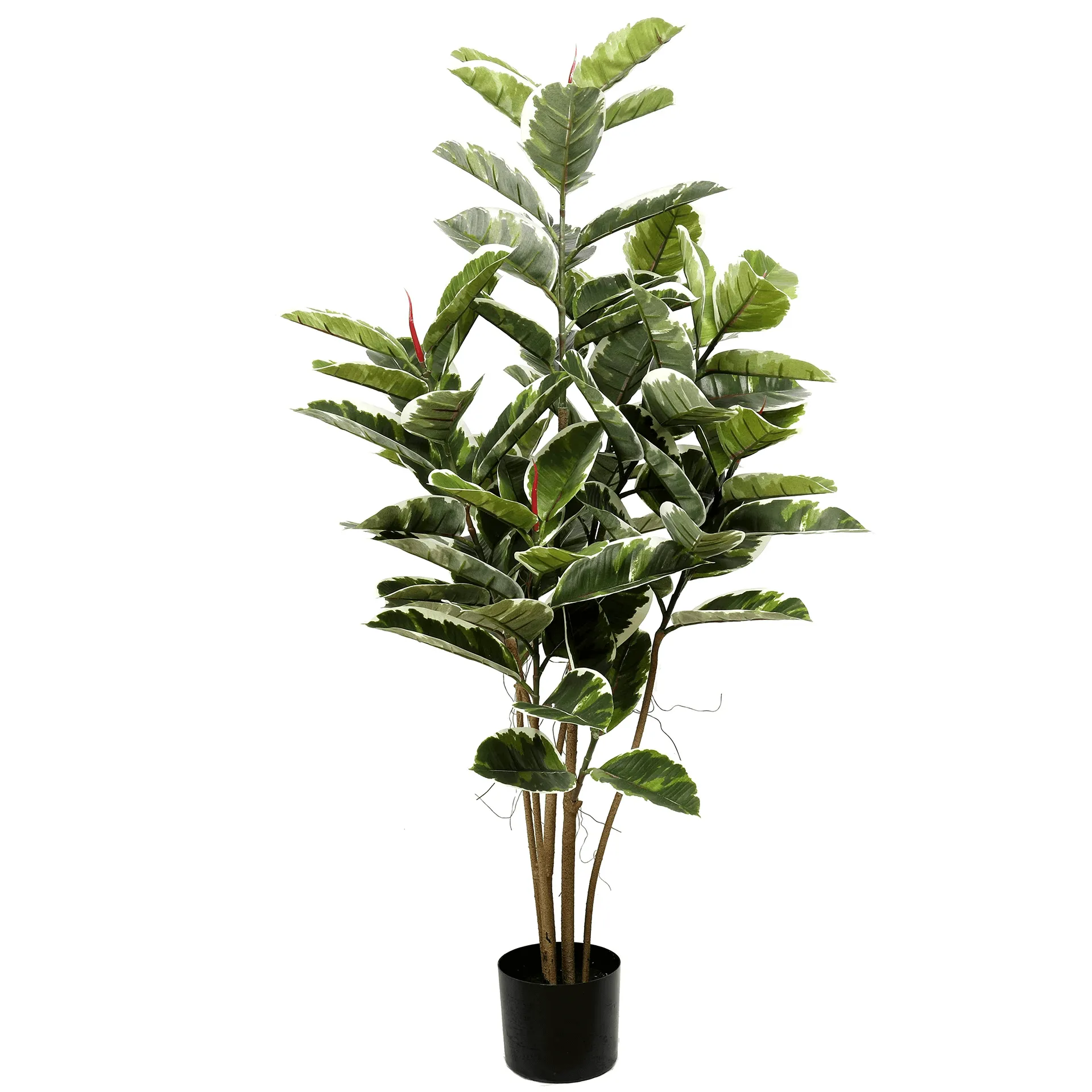 Rubber Leaf Plant Variegated 120cm